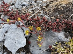 Sedum oreganum