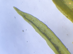 Ulota crispa