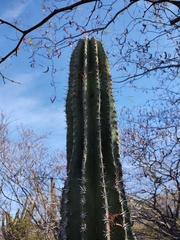Pachycereus pecten-aboriginum