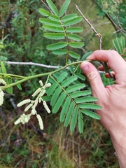 Senegalia bonariensis
