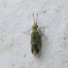 Hydroptilidae