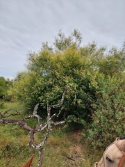 Senegalia bonariensis