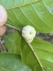 Glochidion harveyanum