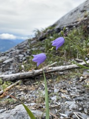 Campanula lasiocarpa