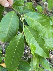 Glochidion harveyanum