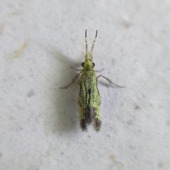 Hydroptilidae
