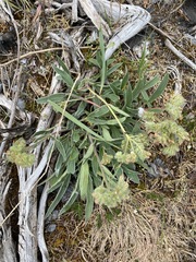 Phacelia leptosepala