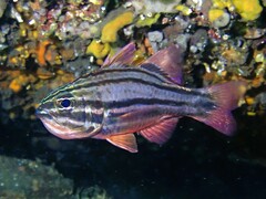 Ostorhinchus limenus