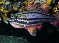 Ostorhinchus limenus