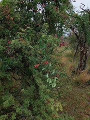 Dolichandra cynanchoides