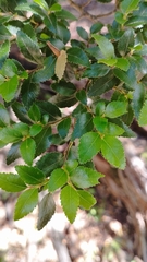 Nothofagus dombeyi