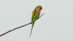 Psittacula alexandri