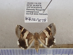 Grammodes diagarmma