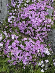 Phlox diffusa