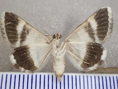 Grammodes diagarmma