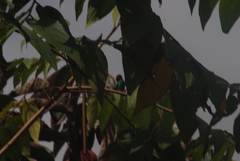 Chlorostilbon mellisugus