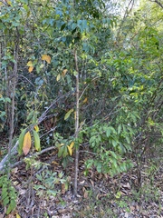 Glochidion harveyanum