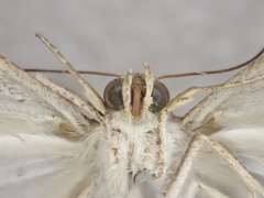 Grammodes diagarmma