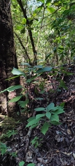 Chalarothyrsus amplexicaulis