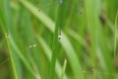 Lestes australis