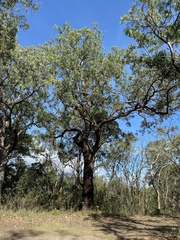 Eucalyptus leptophleba