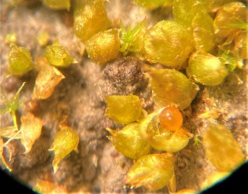 Acaulon muticum var. rufescens