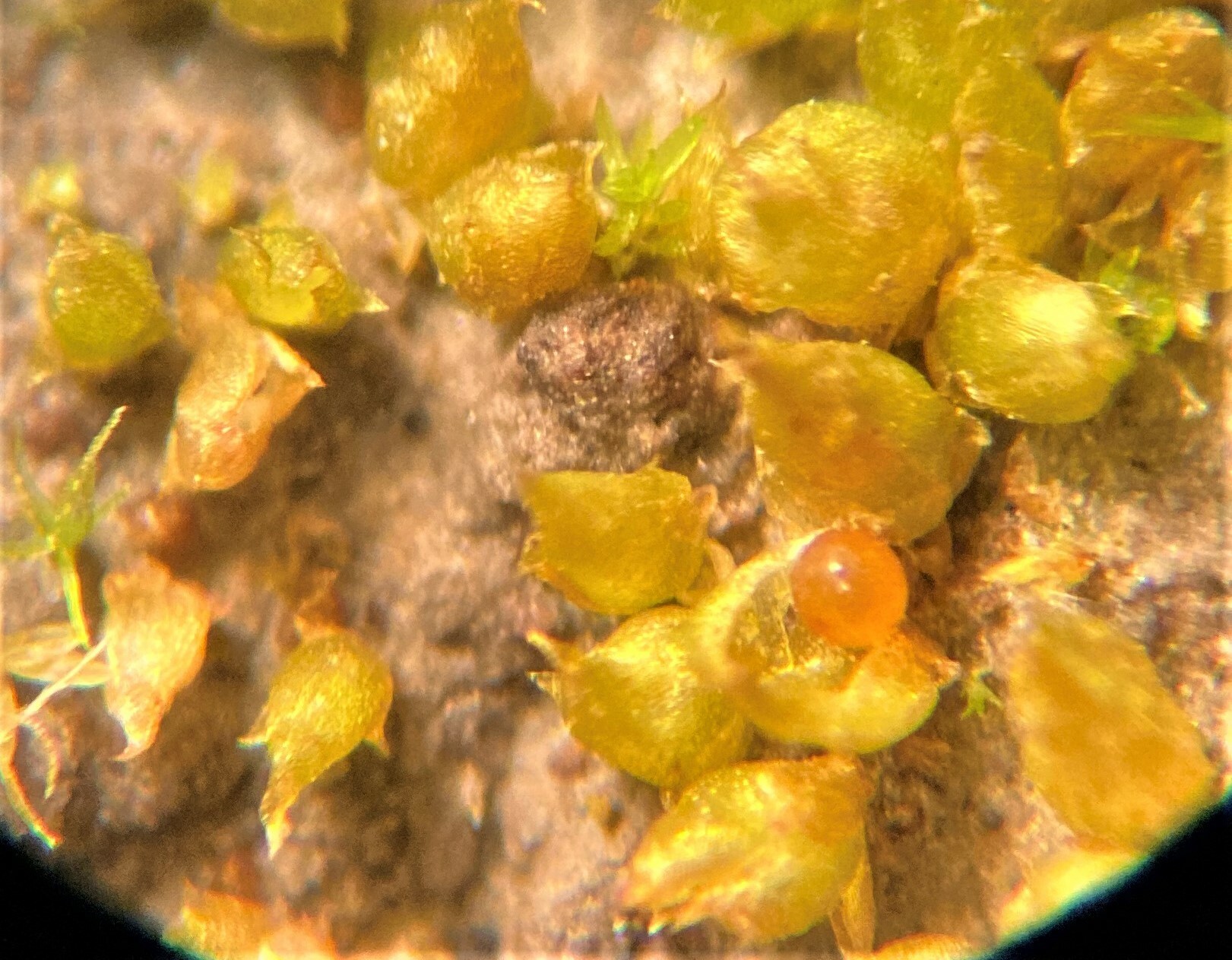 Acaulon muticum var. rufescens