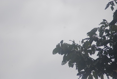 Chlorostilbon mellisugus