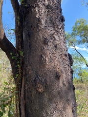 Eucalyptus leptophleba