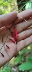 Chalarothyrsus amplexicaulis