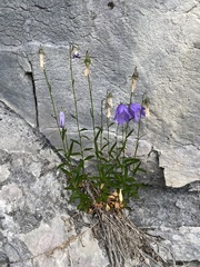 Campanula lasiocarpa