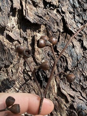 Eucalyptus leptophleba