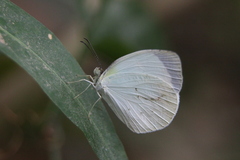 Abaeis albula sinoe