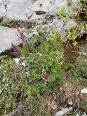 Hedysarum occidentale