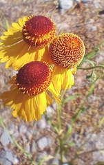 Helenium amphibolum
