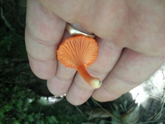 Cantharellus texensis