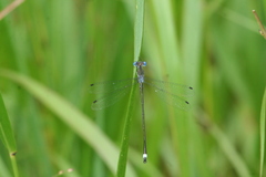 Lestes australis