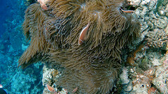 Amphiprion perideraion