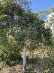 Melaleuca viridiflora