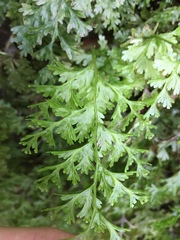 Hymenophyllum demissum