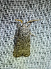 Cryptophasa irrorata