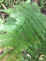 Leptopteris hymenophylloides