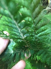 Leptopteris hymenophylloides