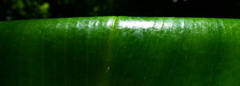 Costus scaber