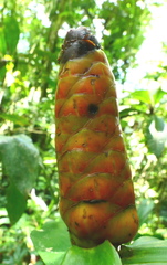 Costus scaber