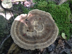 Microporellus dealbatus