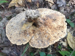 Microporellus dealbatus