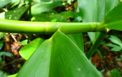 Costus scaber