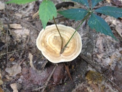 Microporellus dealbatus