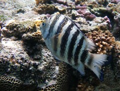 Abudefduf bengalensis